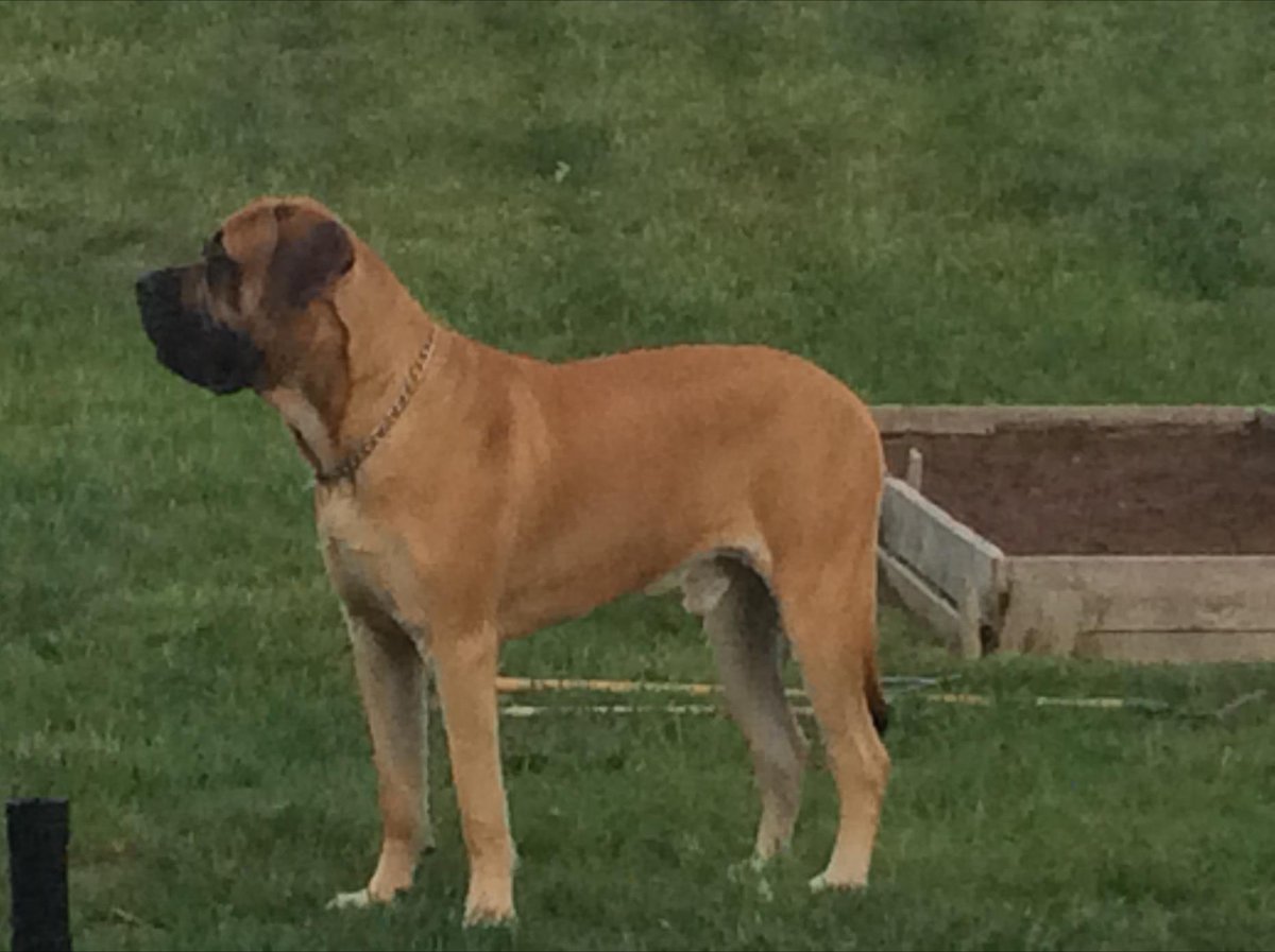 SBittner07's tweet image. #coteachchat I use this boy to change conversation when emotions are high