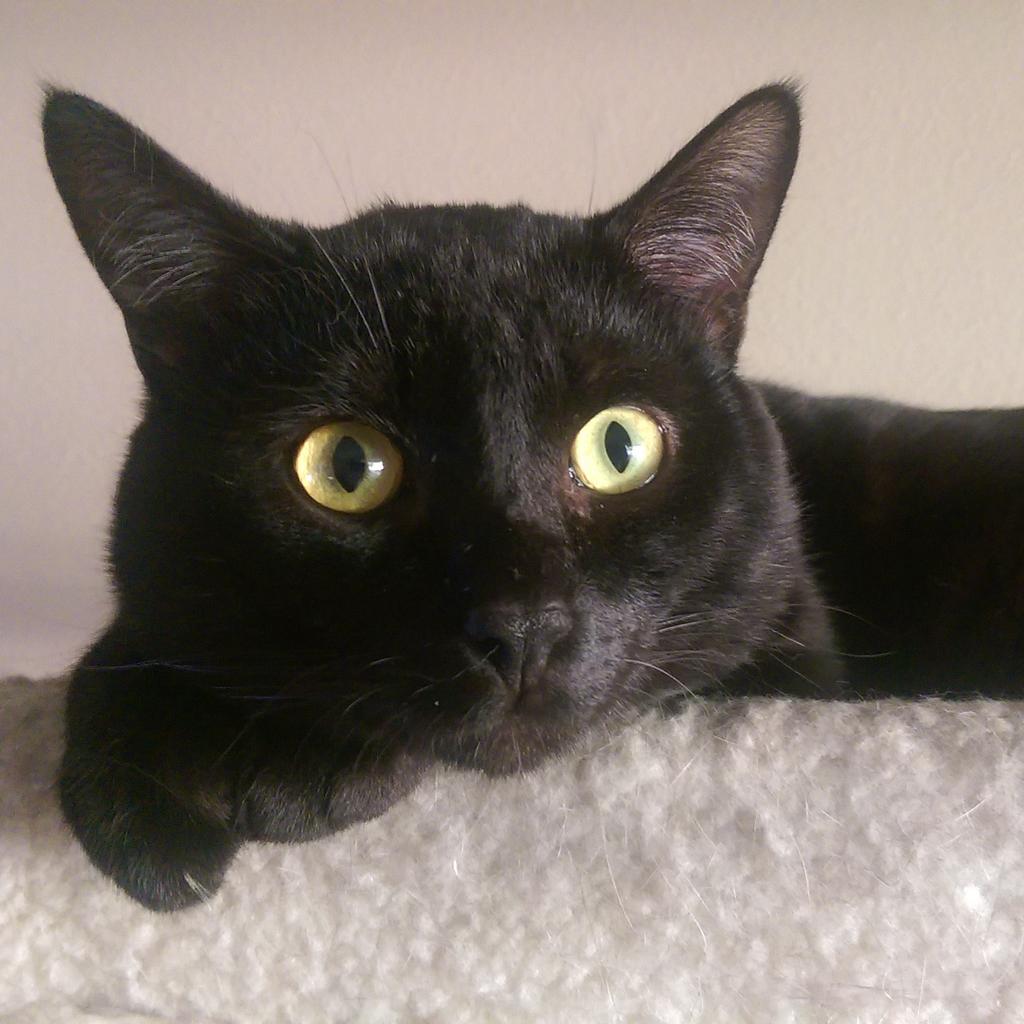 davidnburgess's tweet image. Help me name him! #kittynames #namemycat