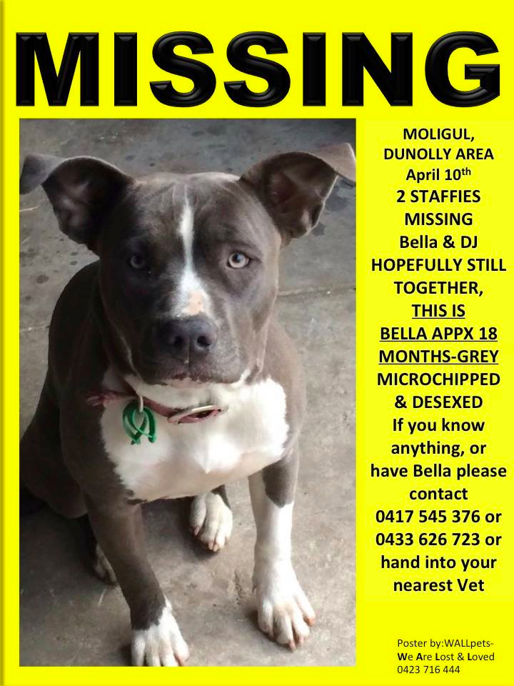 wallpetslost's tweet photo. @wallpetslost Missing since 10th April, hopefully still together. Reward is offered for their return. http://t.co/Z4VtcvDVb8