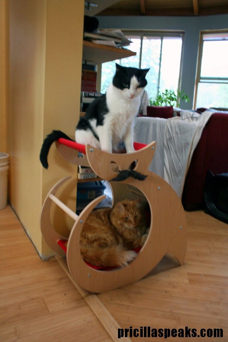 PrettyMissTrudy's tweet photo. Please Vote for Cattino http://t.co/Qn3QNXPzWp #Cattino http://t.co/zueT4wCwfo