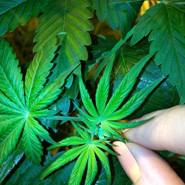 weedpraylove tweet picture