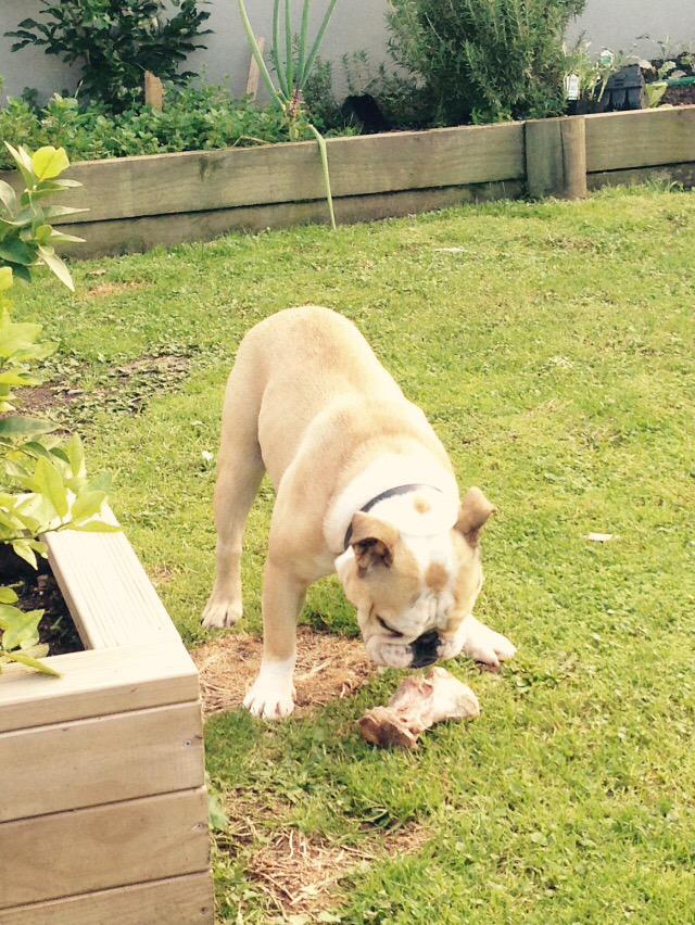 jdu1's tweet photo. Ziggy smashing his bone for the day. #veryhappydog http://t.co/YgsAMnCd37