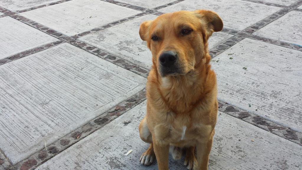 Blondigos's tweet image. Capitán el perro que actuó en defensa propia por descuido de los padres.RT
#CapitanDebeVivir goo.gl/fDm4VQ
