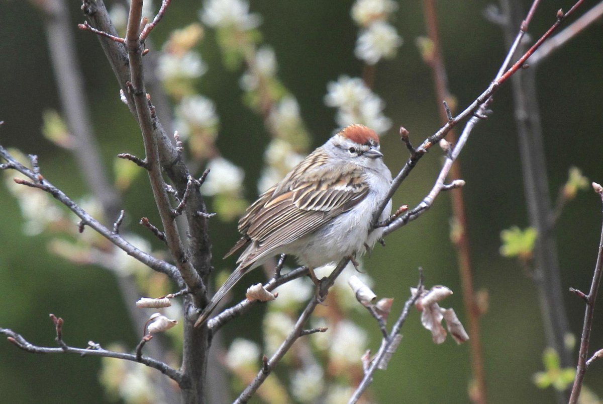 BoatBirder's tweet photo. On the move today Klamath Falls to Bend #birdingoregon Two more Sparrows to the list Chipping & Yellow -crowned! http://t.co/PbRAfy6kB2
