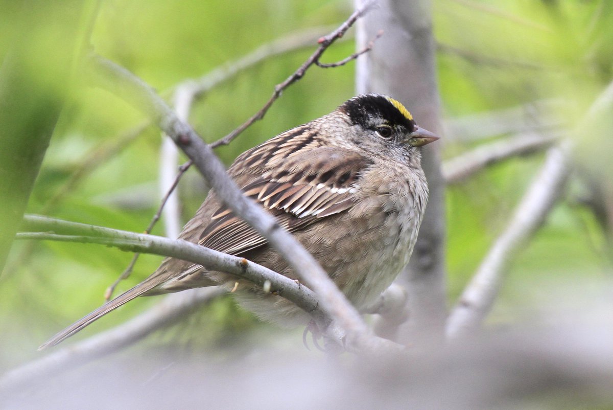 BoatBirder's tweet photo. On the move today Klamath Falls to Bend #birdingoregon Two more Sparrows to the list Chipping & Yellow -crowned! http://t.co/PbRAfy6kB2