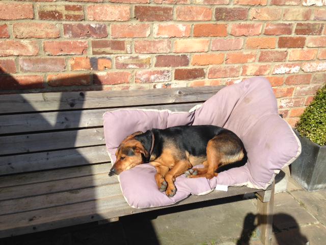 Tough day at the clinic...#dogslife