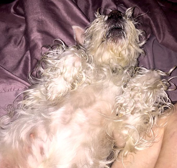 Night Tweeps http://t.co/JZehcqbNvQ<a href="/tag/boreddogs"class="tags"><span>#boreddogs</span></a>