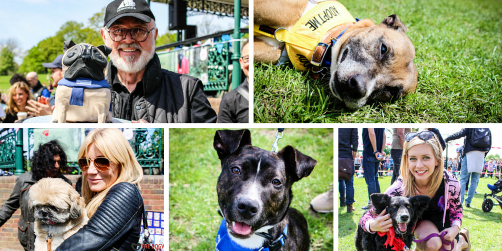 TheDogvine's tweet photo. Canines, Cakes &amp; Celebs galore at Hampstead Heath #BarkOff for #London charity @AllDogsMatter http://t.co/zarzxkdntU http://t.co/ZbeP0fINTP