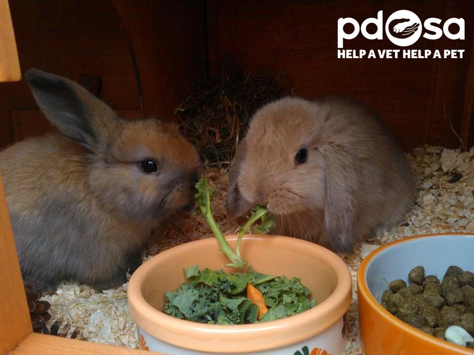 PDSA_HQ's tweet photo. Have your rabbits got an amazing house just for them? Our top rabbit home tips http://t.co/Okz0UvG2mj #roomforrabbits http://t.co/xrjjPmoiF0