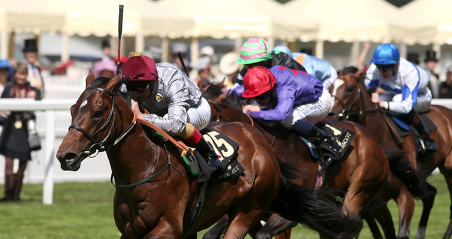 freeracingtips7's tweet image. The Wow Signal has been retired to stud due to injury: bit.ly/1QIyAYW #TheWowSignal #racing @RacingPost