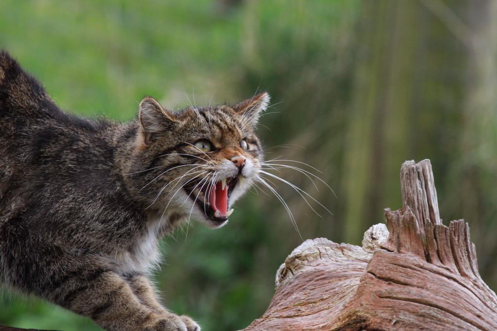 Morning. Something different  for me - a #photo of a #Wildcat taken at the #BritishWildlifeCentre #WhiskersWednesday