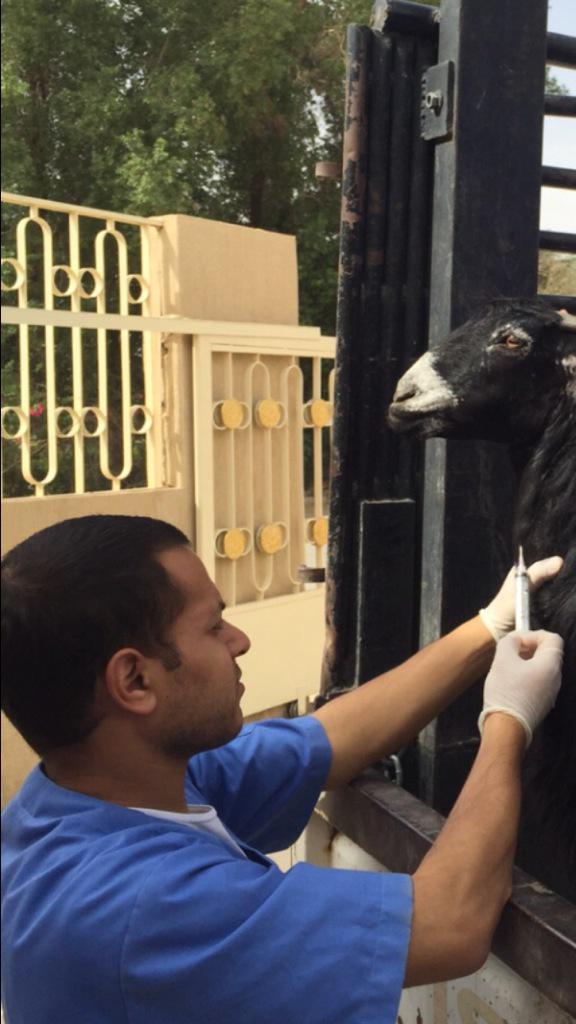 agririy2006's tweet photo. ص /لسحب عينة دم لماعزيقوم بهااحدأطباء العيادة البيطرية بفرع الرياض، حيث يعتبر سحب الدم من اهم وسائل التشخيص البيطري. http://t.co/9d6ZDbUTLC