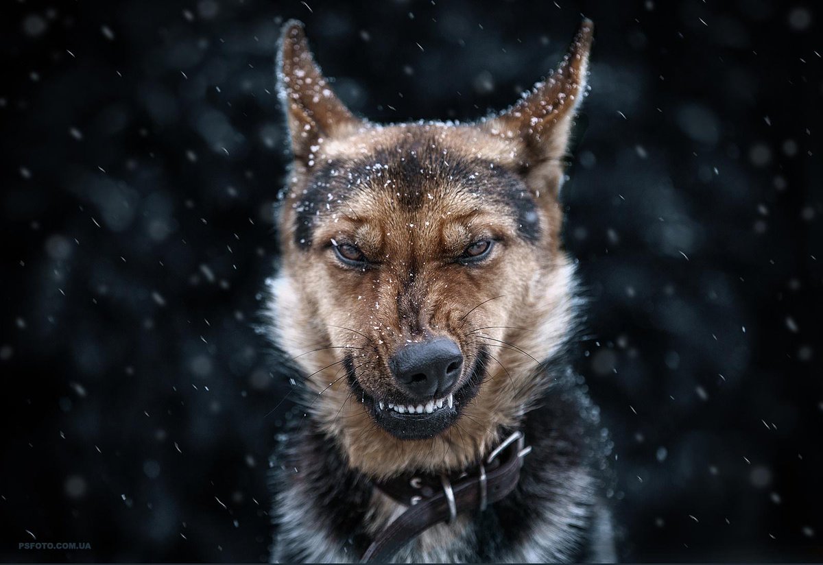 500px's tweet photo. Come On, I Do Not Bite by Sergey Polyushko: http://t.co/lTmo0CZuQU http://t.co/h0IIlBjWpF