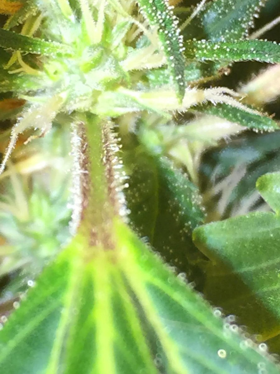 GreenThumbGirls's tweet photo. #Trichs on the stems 👍🏼 #NYCSD genetics by @peezydread #DreadHeadz #GreenThumbGirls #GrowYourOwn #TopShelf #Mmj 🍁 http://t.co/s2INPQMRas