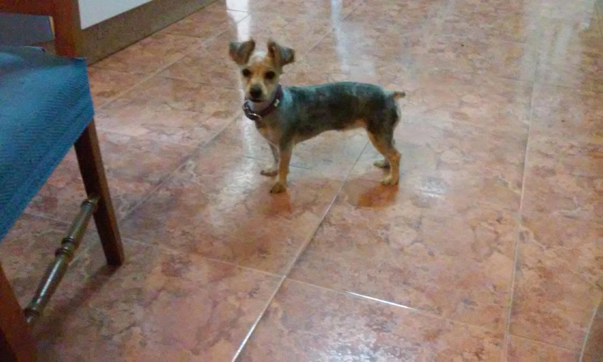 Eleennaa98's tweet photo. Lo que a quedao' de mi chispi....😣😣😣😣😣😣 http://t.co/D6hwhim8Av