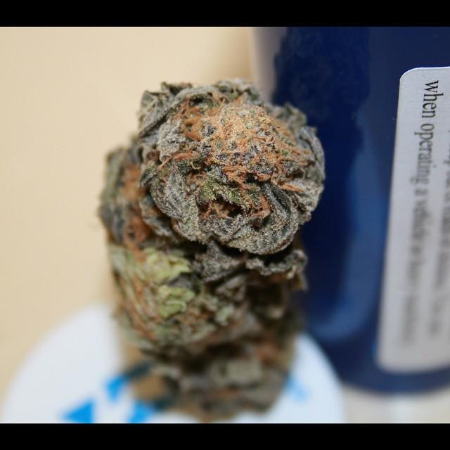 weedpraylove's tweet photo. Blue Diesel ... Blueberry x Sour Diesel #bluediesel #blueberry #sourdiesel #marijuana #cannabis #c21h30o2 #cannabis… http://t.co/D3HU4E6lDU