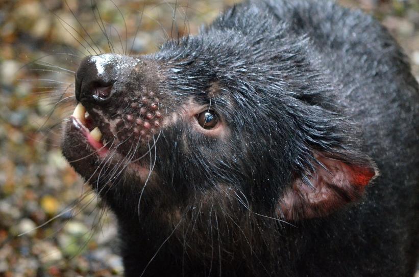 animalibiondini's tweet photo. Diavoletti della Tasmania o Diavolo orsino

http://t.co/eLh7P1Kl0j http://t.co/dKCRA5Ksuy