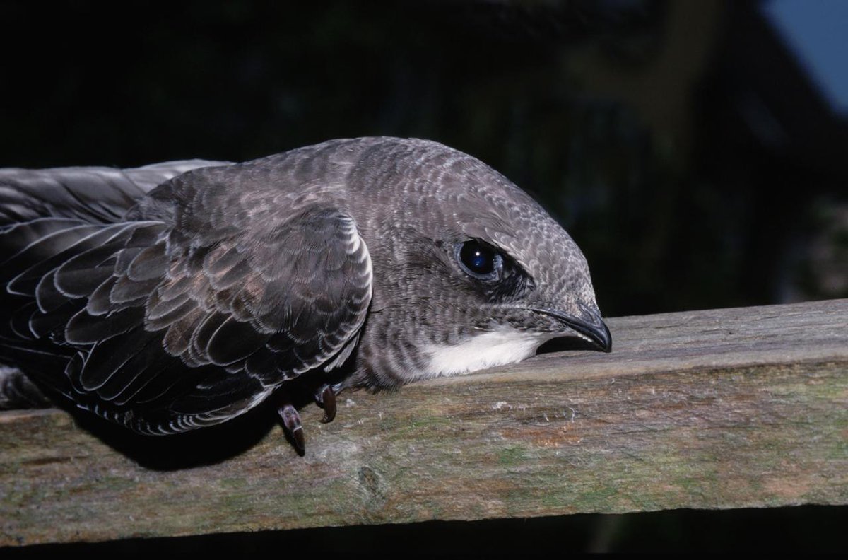 Una vida de récord: los 10 hechos portentosos del vencejo: castellon-en-ruta-cultural.es/una-vida-de-re… con <a href="/SEO_BirdLife/">SEO/BirdLife</a> y <a href="/cobcm/">Biólogos de Madrid</a>