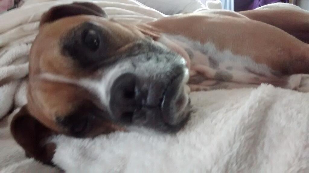 FrCollinPoston's tweet photo. How I felt when I tried to get up this morning for 6:30 am mass... #reallyreallytired #wakeup #GoodMorning #GodBless http://t.co/QBU5tjdDIn