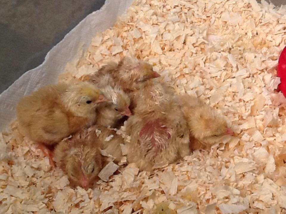 7304Angelis's tweet photo. Ahahaha!!! Our chicks hatched! Welcome to the world my babies! 🐣😘 #PositivityPossbility http://t.co/5nuF0e39iT