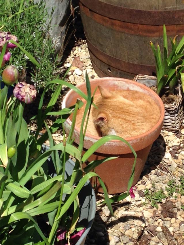baileypointcott's tweet image. Any other #catsinflowerpots out there today? #sunbathing