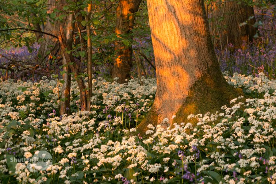 RT <a href="/Shuttersphere1/">Shuttersphere</a>: Last light near British Camp