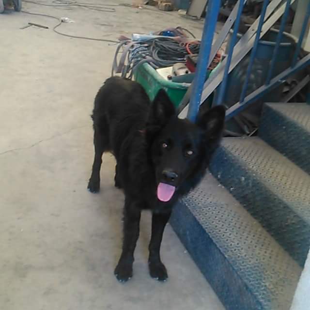 Gasoil_Rojo's tweet photo. Se ha perdido, se llama DANCO, desapareció en el poligono industrial de torredonjimeno.
RT POR FAVOR
@CondondeJaen http://t.co/JEh9dWgjEg