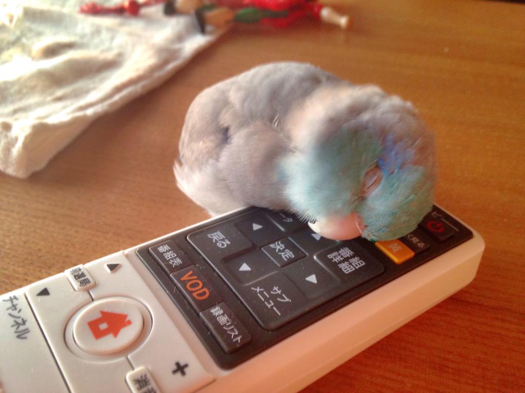 インコの可愛さは異常だよな