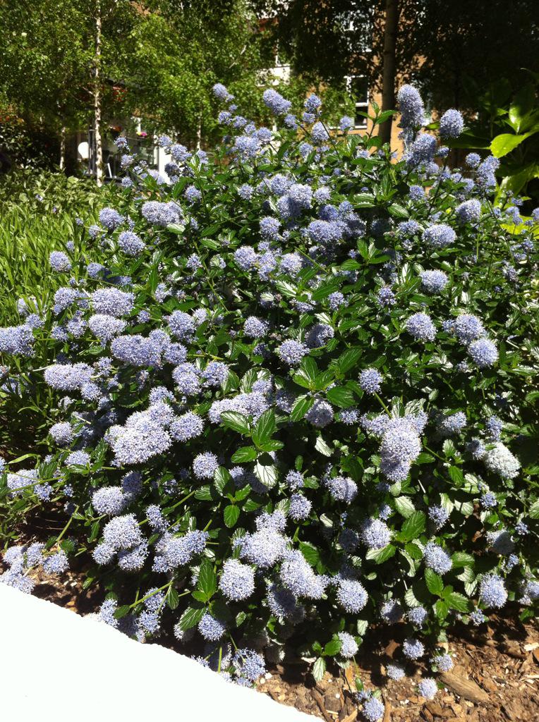 Spring flush at Bromyard Avenue Berkeley Homes #Ceanothus #ScotscapeMaintenance