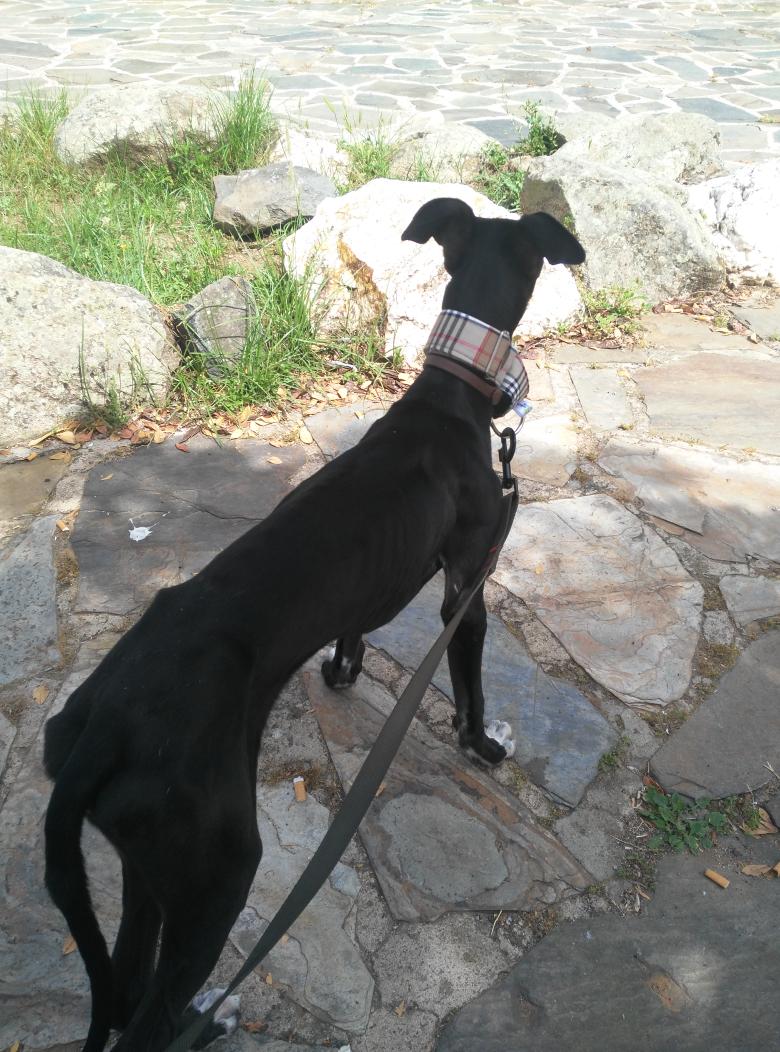 carlosdmateos's tweet photo. Curro hoy ha salido de estreno con su nuevo collar, gracias por el magnifico trabajo de @GalgosFelices http://t.co/Uiu5j87uZc