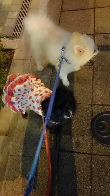 🐶散歩中󾭠 風がすずしい󾭠 http://t.co/auSZ9BPjbP