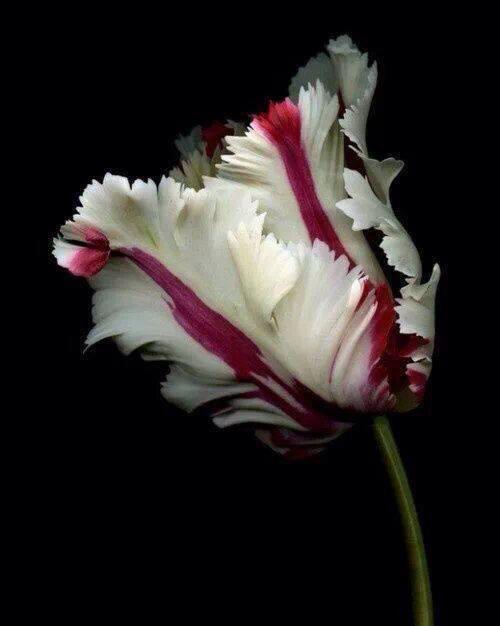 riyadhlover55's tweet photo. @reema_OTB 
اللهم آمين . http://t.co/L2KPuBM4SE