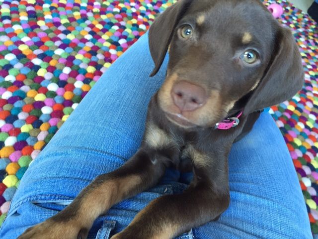 Leinentausch's tweet photo. Guckt mal diese tollen blauen Augen <3 <3 <3
#leinentausch #hund #hunde #hundesitting #süß #hübsch #besonders http://t.co/0bgXvkBUKo