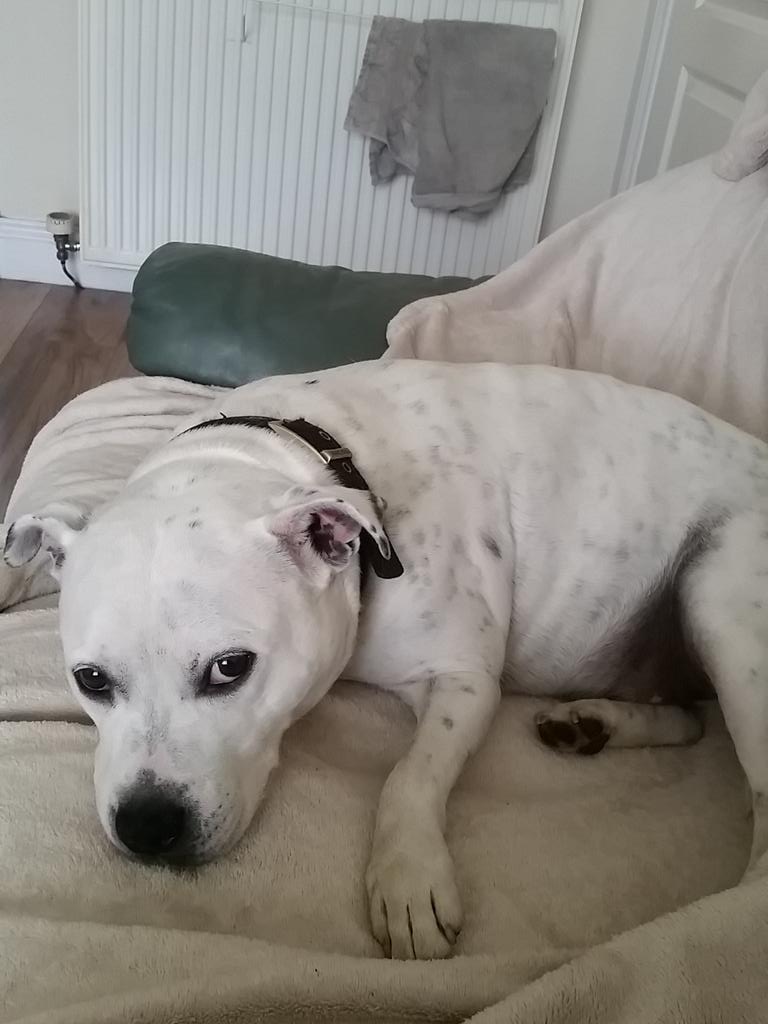 lesley2mo's tweet photo. Dog tired. Hard work being this cute 💙 http://t.co/tZElnpehUz