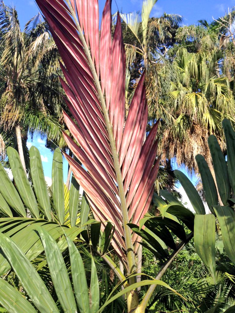TexanInOz's tweet photo. #Palm Chambeyronia macrocarpa or Flame Thrower Palm shooting a fiery grind out @RBGSydney #Arecaceae http://t.co/pG3LysXBYi