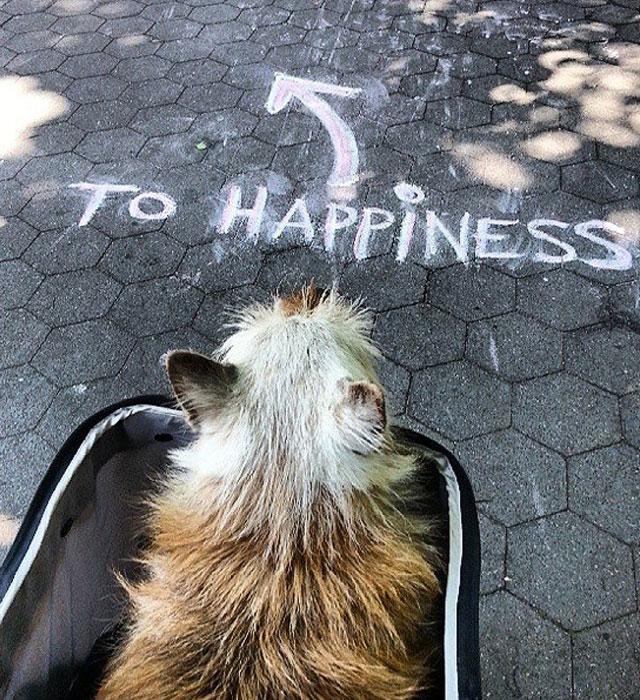 tiendanimal's tweet photo. Persigue tus sueños con tu mejor compañero#liveurlife #dogs #cute #tupuedes #love #conquienmejor #bff #nosinellos http://t.co/uy7ZnxYhBX