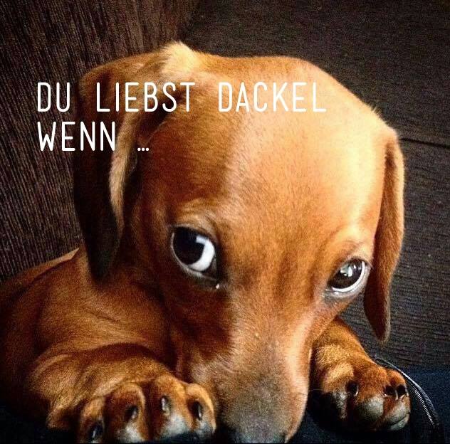 Leinentausch's tweet photo. Vervollständige diesen Satz
#leinentausch #dackel #hund #süß http://t.co/5ramOHIdGv