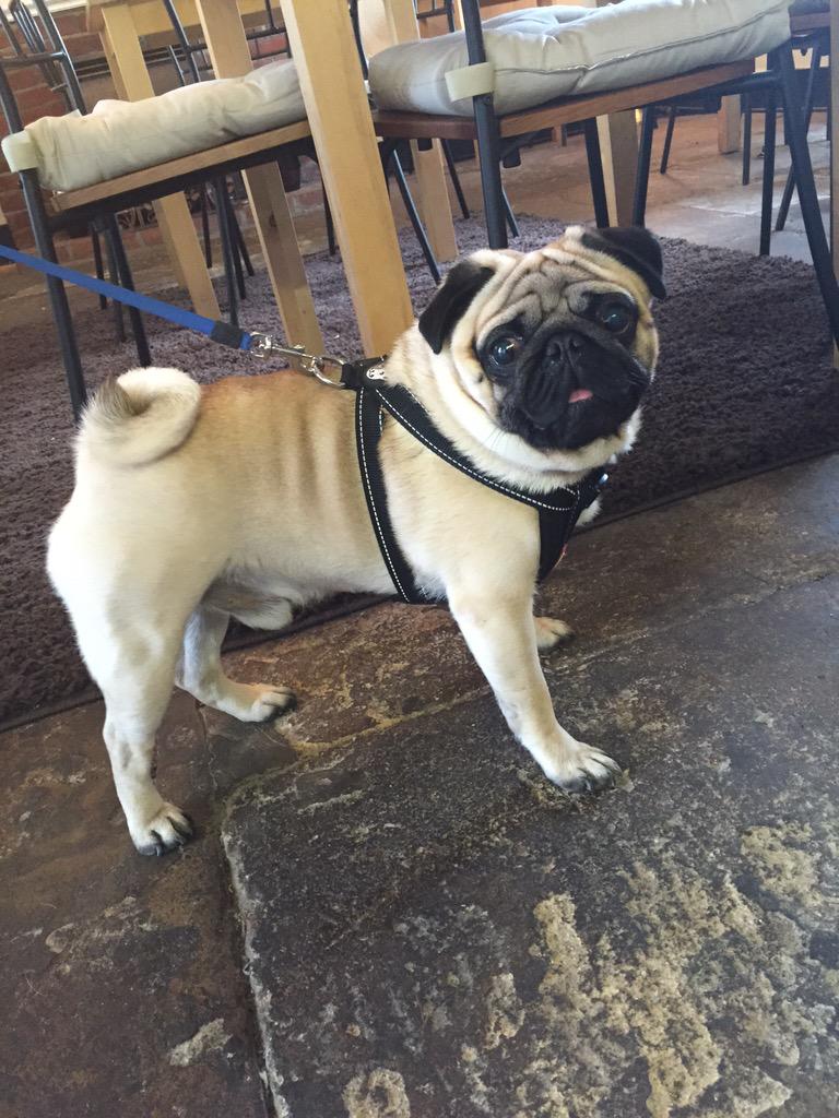 BoxwoodGosforth's tweet image. Look who's back for another visit for his lunch! #pug #lunchtime