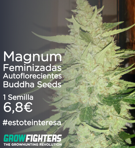 Growfighters's tweet photo. Magnum Feminizadas Autoflorecientes Buddha Seeds
1 semilla x 6,8€
http://t.co/0SMD36F5yv #estoteinteresa #cannabis http://t.co/3Okw3pg7b5