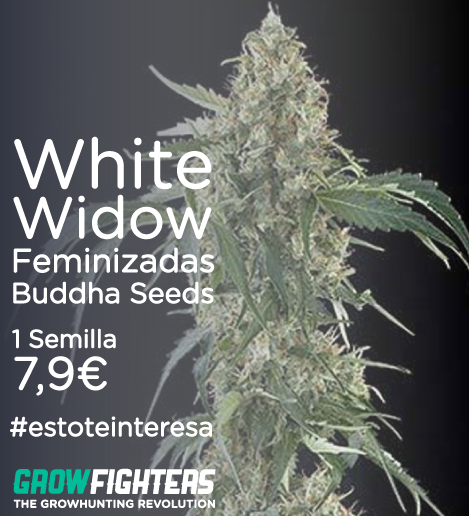 Growfighters's tweet photo. White Widow Feminizadas Dinafem 
1 Semilla x 7,9€
http://t.co/VRiWPkFW90 #estoteinteresa #cannabis http://t.co/chVjn5Udu0