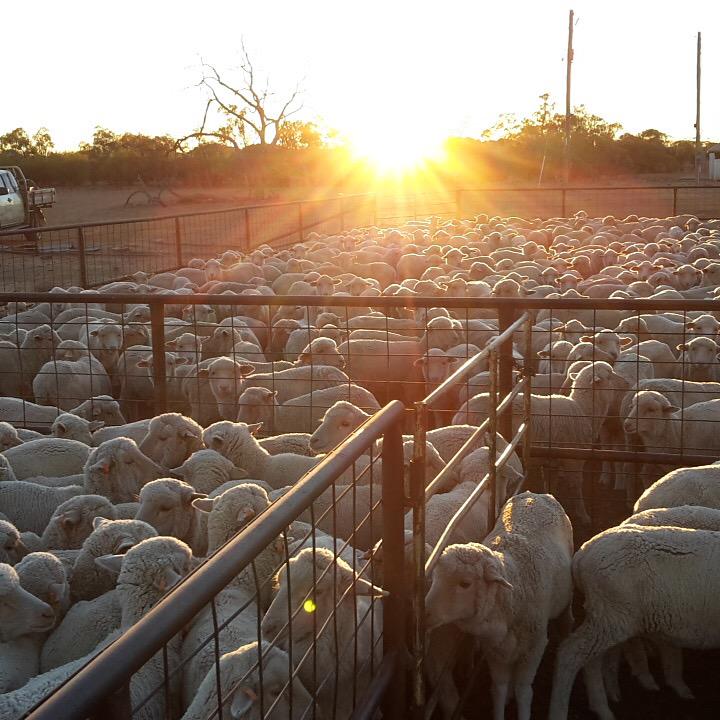 janeaverill's tweet image. The devastation of drought means selling more sheep! #rainneeded