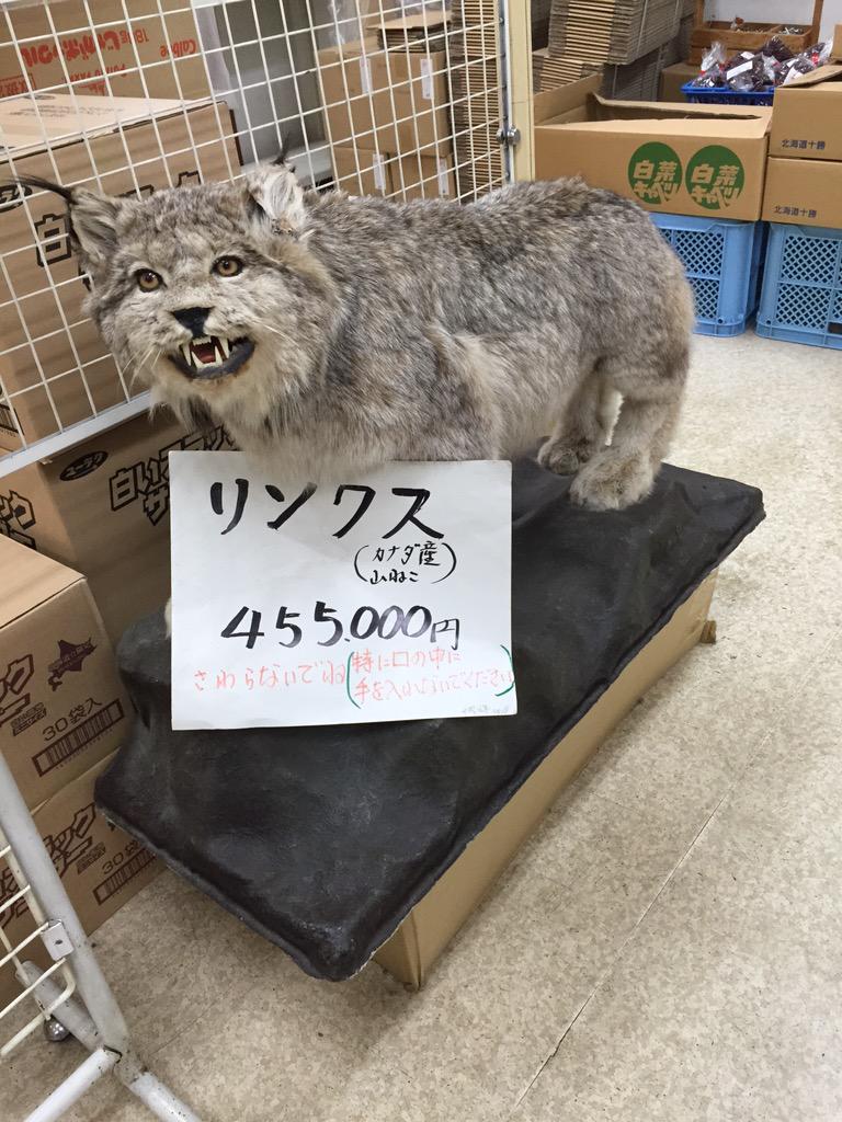濱幸成 Twitterren カナダ産ヤマネコの剥製 日勝峠のおみやげ屋さんにて絶賛発売中 いいお値段 Http T Co L90exajoik 濱幸成 Twitterren カナダ産ヤマネコの剥製 日勝峠のおみやげ屋さんにて絶賛発売中 いいお値段 Http T Co L90exajoik