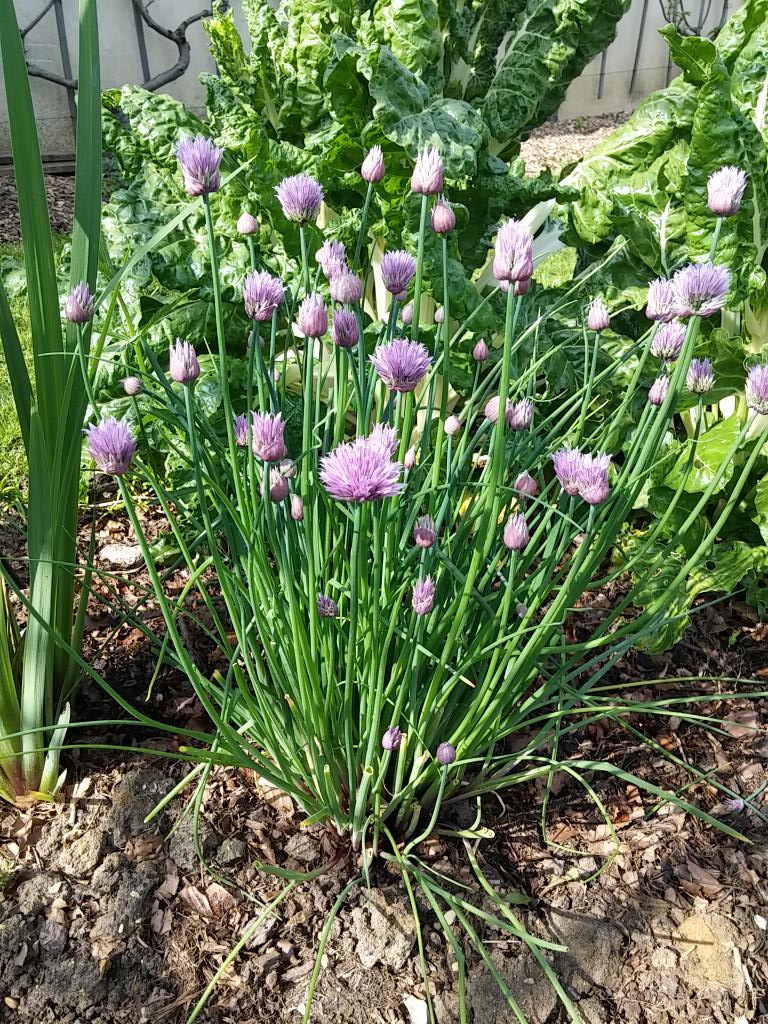 cartelgourmand's tweet photo. Ciboulette en fleur dans le magnifique potager de l'Ecole Dubreuil dans le bois de Vincennes #magieduprintemps http://t.co/PrR2oEePMF