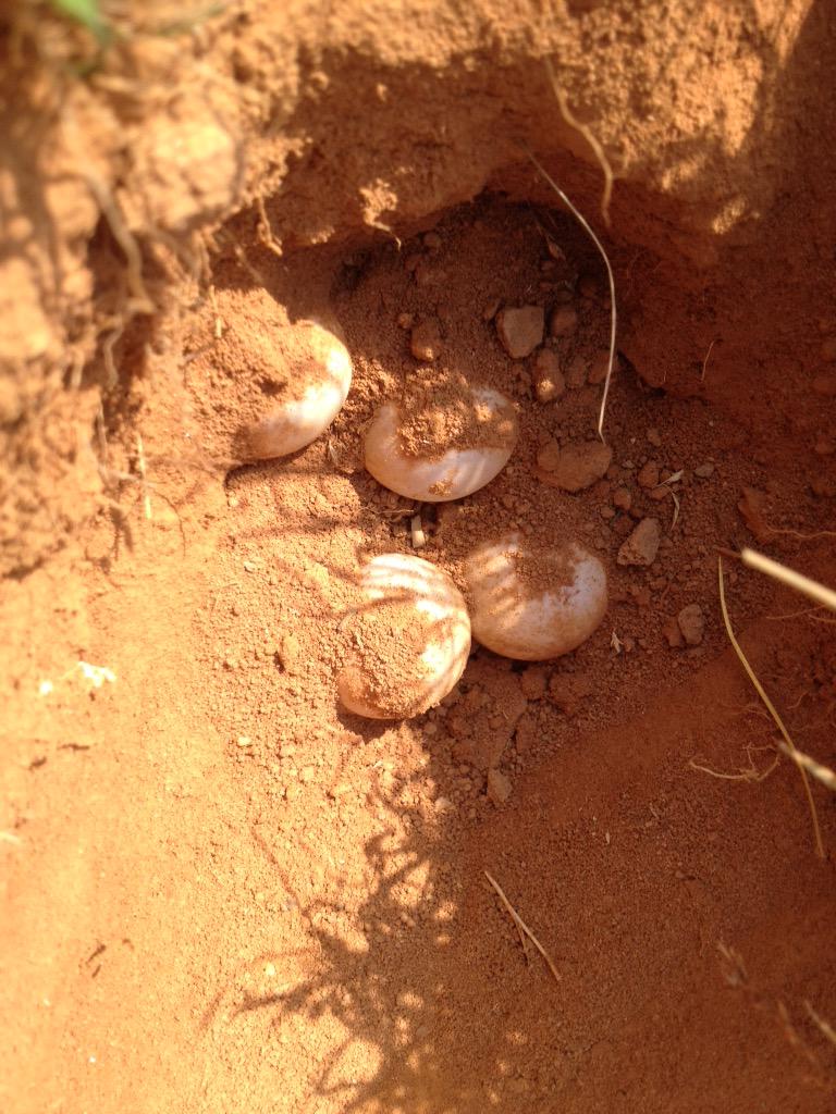 ALturtlefarmer's tweet photo. Turtle babies still in the nest!  #lifeisgood http://t.co/VJsA63MA0B