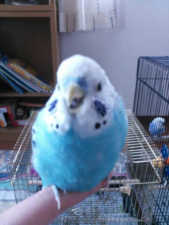 ikuran_a's tweet photo. 昔はこんなにかわいいチンチクリンだったのに 今はツンデレのチンチクリンになりました http://t.co/vvBjcr5RMm
