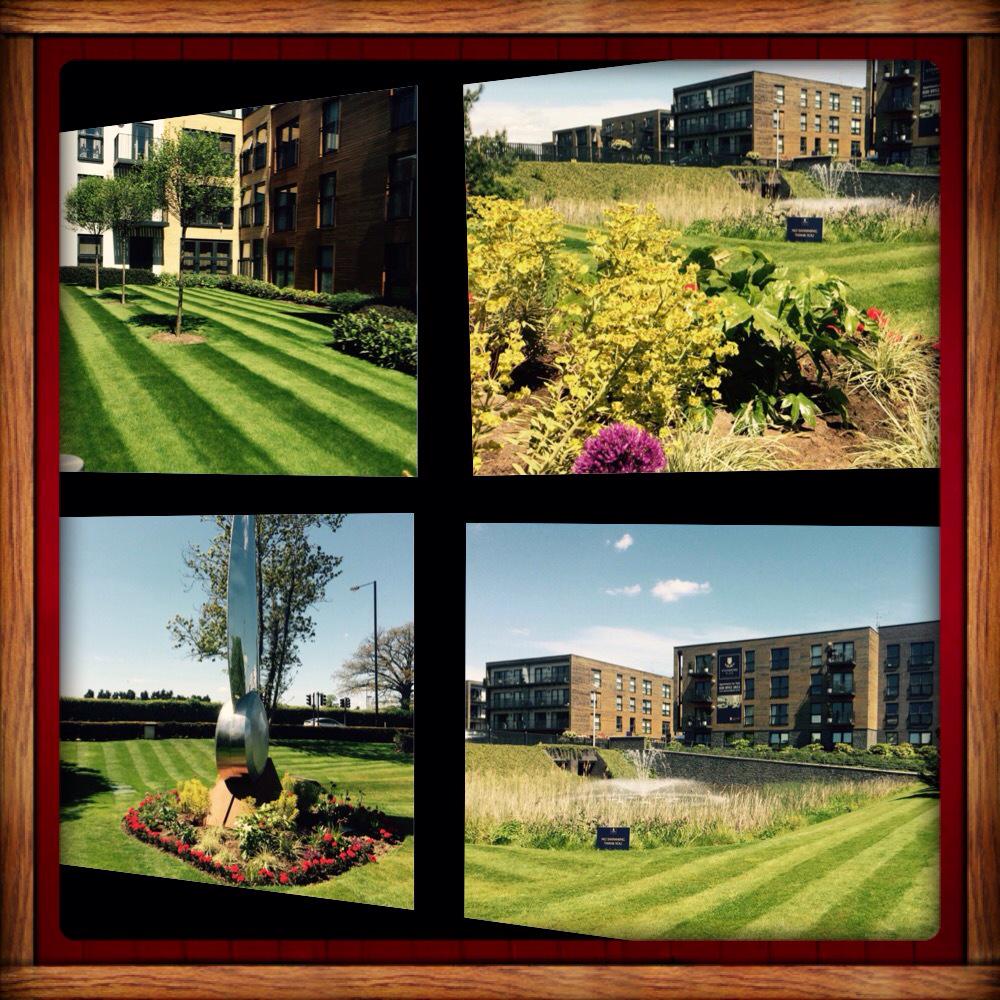 Lawns looking lush at a Stanmore Place Berkeley Homes, excellent work team # ScotscapeMaintenance