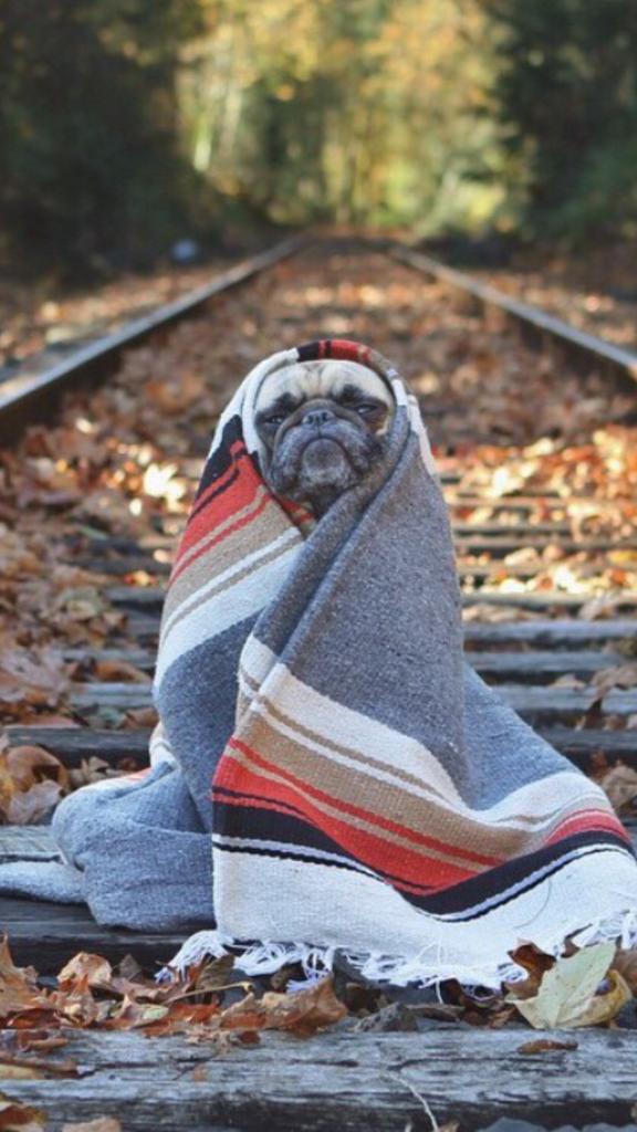TheKimmander's tweet photo. Good morning everyone, good luck getting out of bed today. You can do it! http://t.co/GkCAlgkUTn