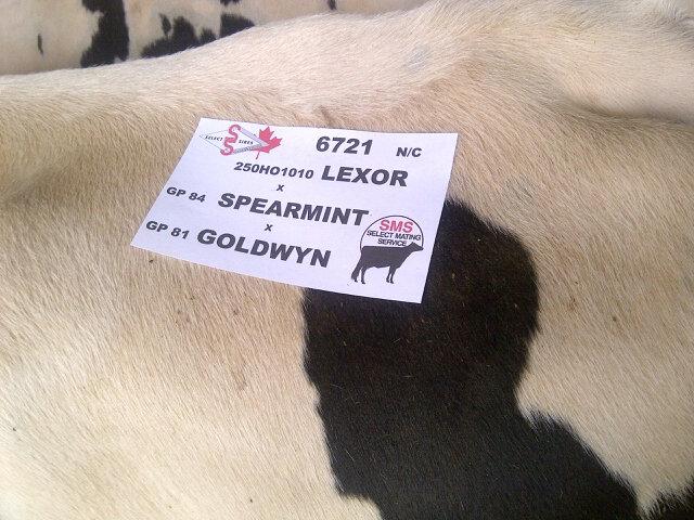 karenmmansfield's tweet photo. #SMSConf2015 Lots great daus. at O'ConnorLand&Cattle on last day of tours @GenervationsInc @SSGsires @SelectSiresInc http://t.co/1Hr28ibHom