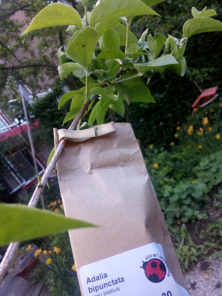 Bladluis bestrijden met <a href="/RoodMZStippen/">RoodmetZwarteStippen</a>