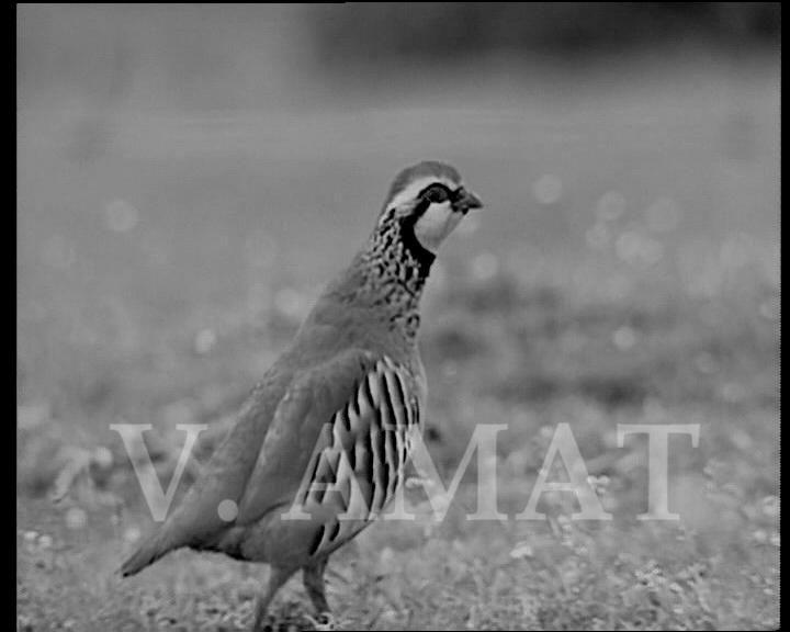 34º-37º e, incluso, 39º y ni una gota, en Madrid, Cuenca, Ciudad Real, Toledo... Adiós a la cría de la perdiz.